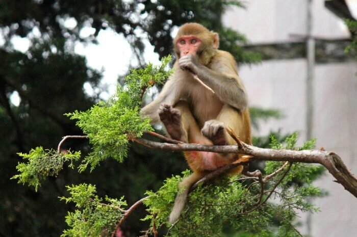 ग्राम प्रहरी की मद्दत से ग्रामीणों को बंदरों की समस्या से मिलेगी निजात