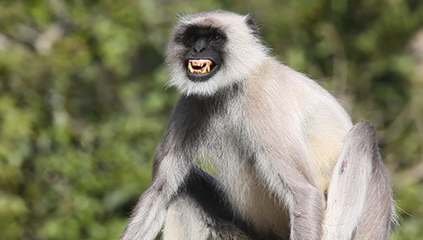 गोपेश्वर में बंदरों के साथ लंगूरों के आतंक से नगरवासी परेशान